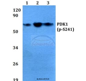 Anti-PDK1 (phospho-S241) Antibody from Bioworld Technology (BS4155) - Antibodies.com