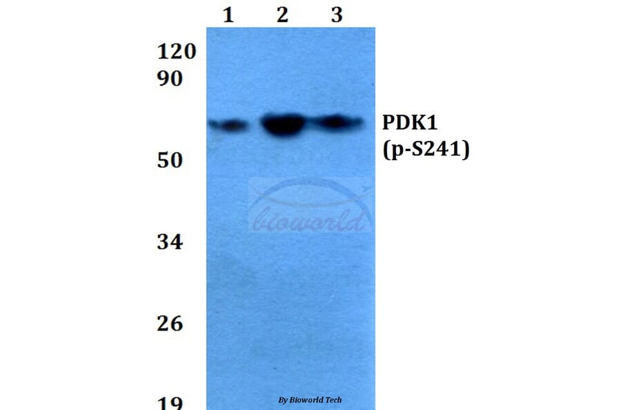 Anti-PDK1 (phospho-S241) Antibody from Bioworld Technology (BS4155) - Antibodies.com