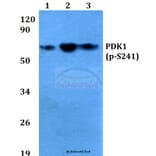 Anti-PDK1 (phospho-S241) Antibody from Bioworld Technology (BS4155) - Antibodies.com