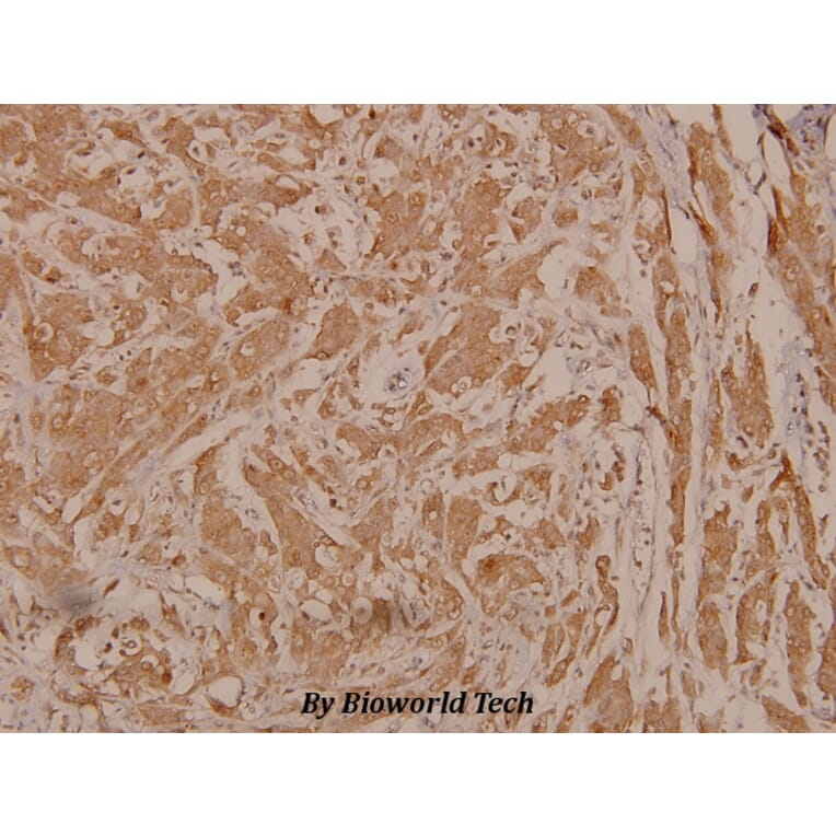 Anti-PDK1 (phospho-S241) Antibody from Bioworld Technology (BS4155) - Antibodies.com