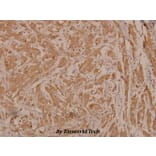 Anti-PDK1 (phospho-S241) Antibody from Bioworld Technology (BS4155) - Antibodies.com