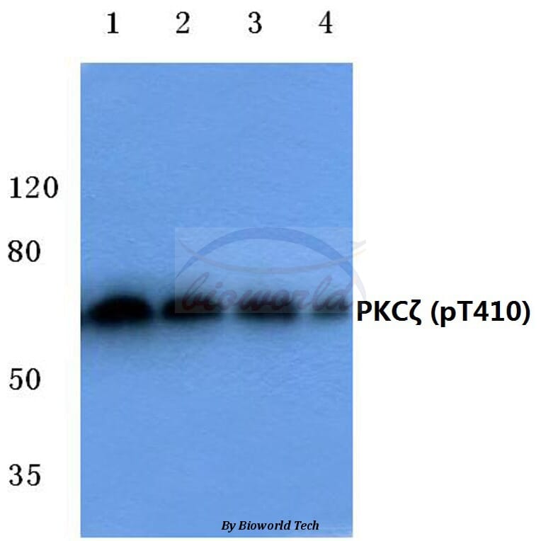 Anti-PKC ζ (phospho-T410) Antibody from Bioworld Technology (BS4156) - Antibodies.com