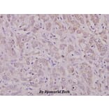 Anti-PKC ζ (phospho-T410) Antibody from Bioworld Technology (BS4156) - Antibodies.com