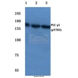 Anti-PLC γ1 (phospho-Y783) Antibody from Bioworld Technology (BS4157) - Antibodies.com