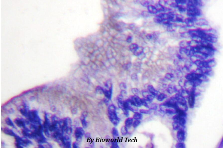 Anti-PLC γ1 (phospho-Y783) Antibody from Bioworld Technology (BS4157) - Antibodies.com