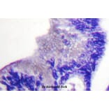 Anti-PLC γ1 (phospho-Y783) Antibody from Bioworld Technology (BS4157) - Antibodies.com