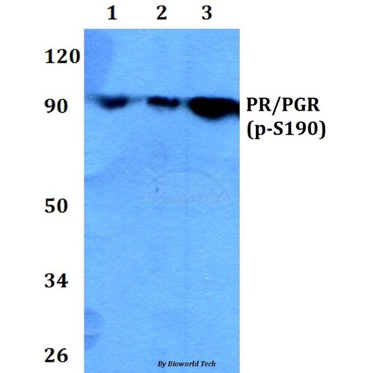 Anti-PR (phospho-S190) Antibody from Bioworld Technology (BS4158) - Antibodies.com