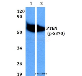 Anti-PTEN (phospho-S370) Antibody from Bioworld Technology (BS4159) - Antibodies.com