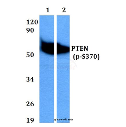 Anti-PTEN (phospho-S370) Antibody from Bioworld Technology (BS4159) - Antibodies.com