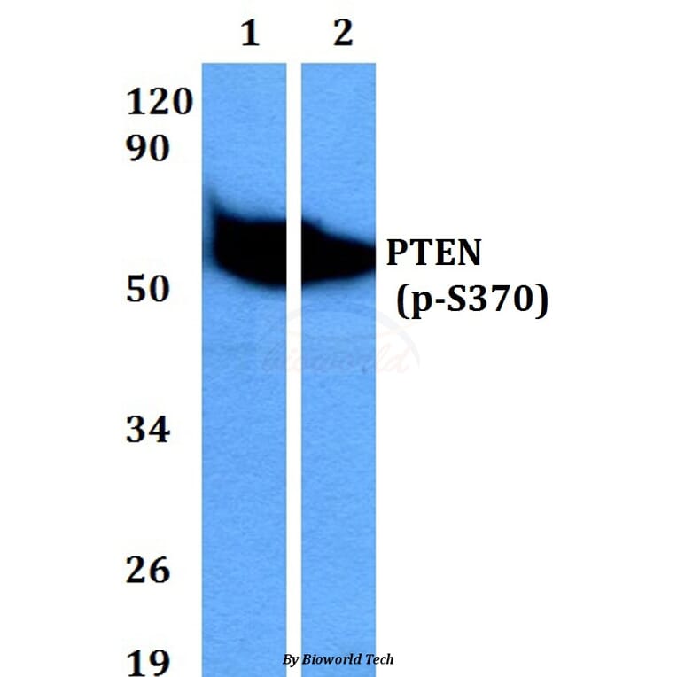 Anti-PTEN (phospho-S370) Antibody from Bioworld Technology (BS4159) - Antibodies.com