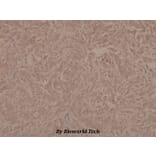 Anti-PTEN (phospho-S370) Antibody from Bioworld Technology (BS4159) - Antibodies.com