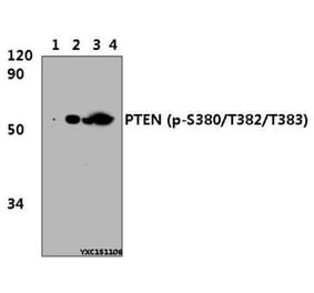 Anti-PTEN Antibody from Bioworld Technology (BS4161) - Antibodies.com