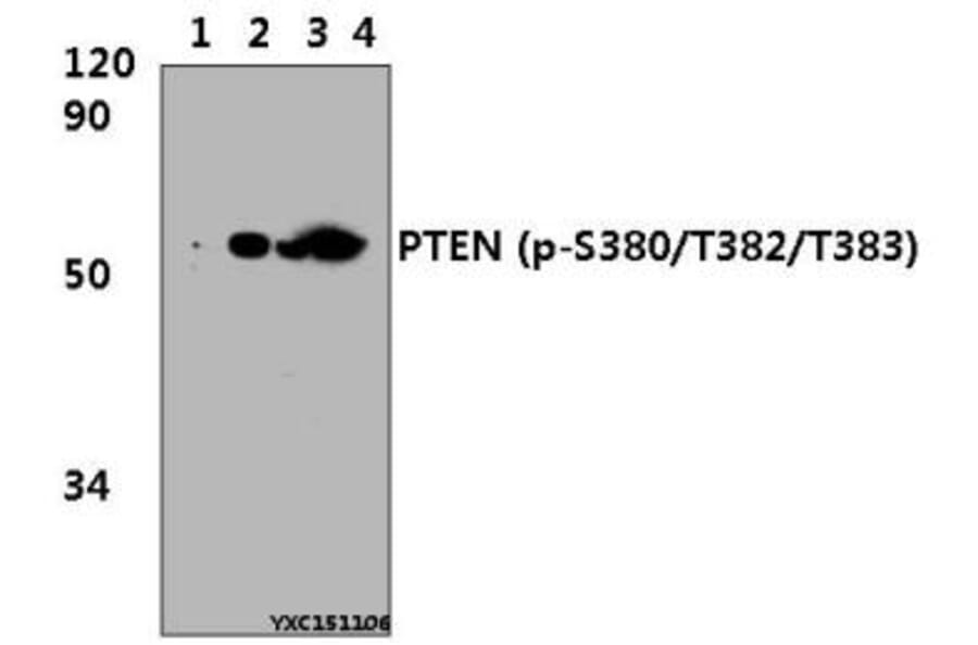 Anti-PTEN Antibody from Bioworld Technology (BS4161) - Antibodies.com