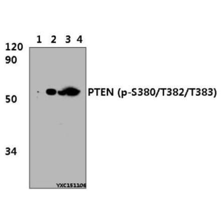 Anti-PTEN Antibody from Bioworld Technology (BS4161) - Antibodies.com