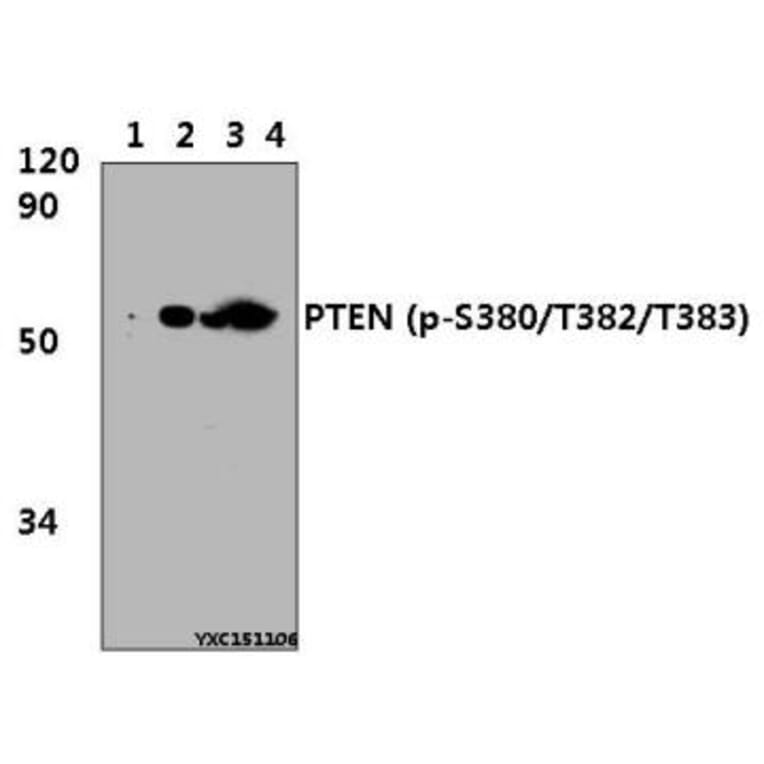 Anti-PTEN Antibody from Bioworld Technology (BS4161) - Antibodies.com