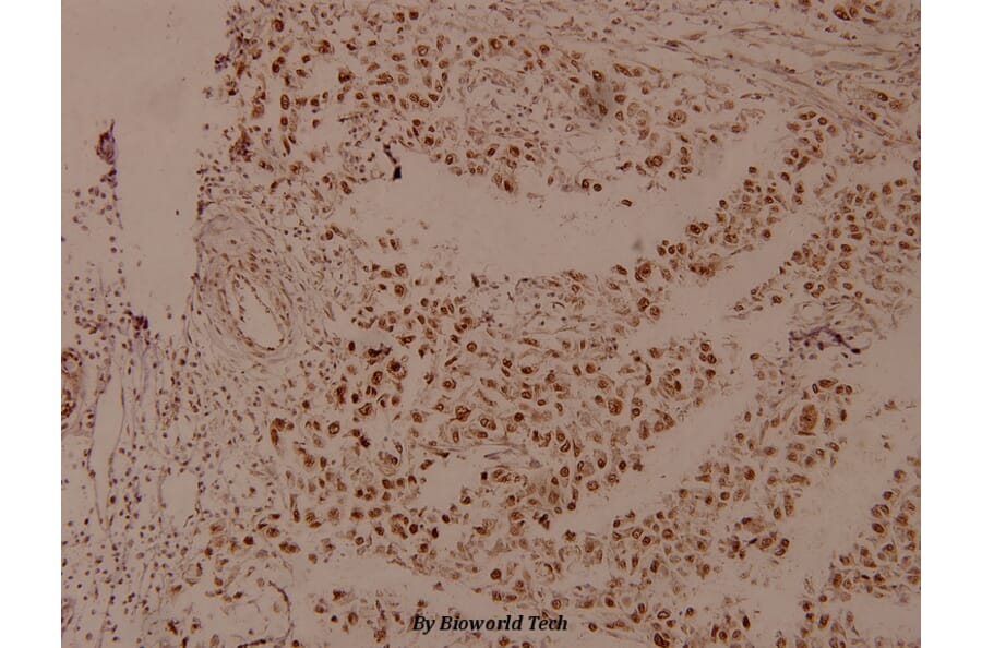 Anti-PTEN Antibody from Bioworld Technology (BS4161) - Antibodies.com