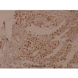 Anti-PTEN Antibody from Bioworld Technology (BS4161) - Antibodies.com
