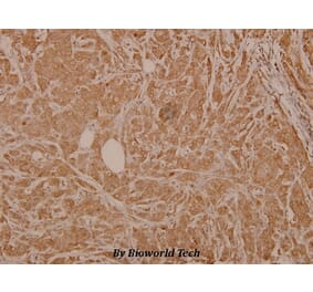 Anti-Raf-1 (phospho-S259) Antibody from Bioworld Technology (BS4163) - Antibodies.com