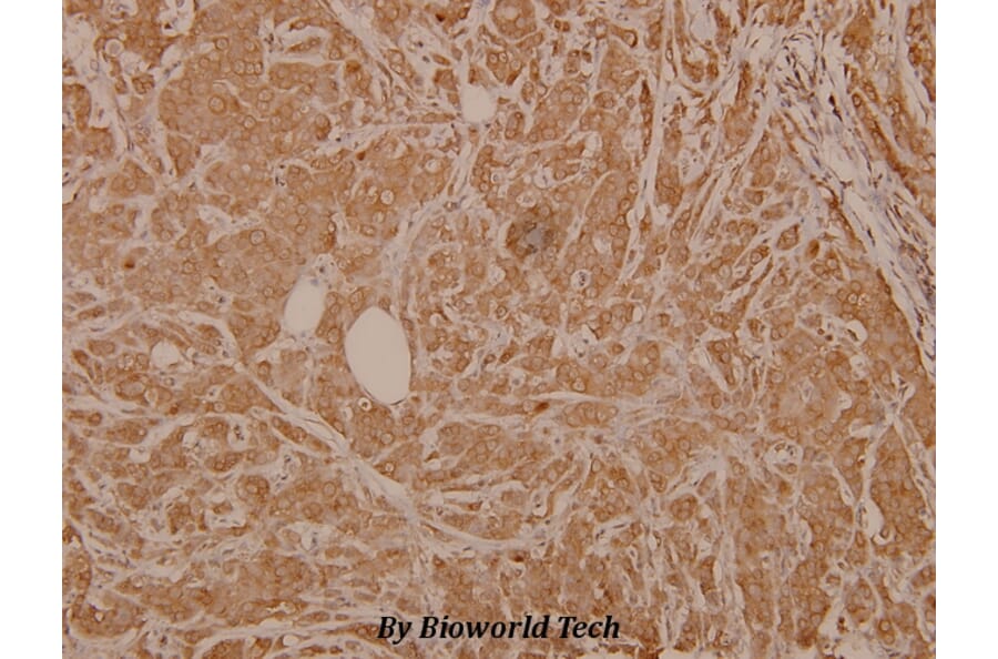 Anti-Raf-1 (phospho-S259) Antibody from Bioworld Technology (BS4163) - Antibodies.com