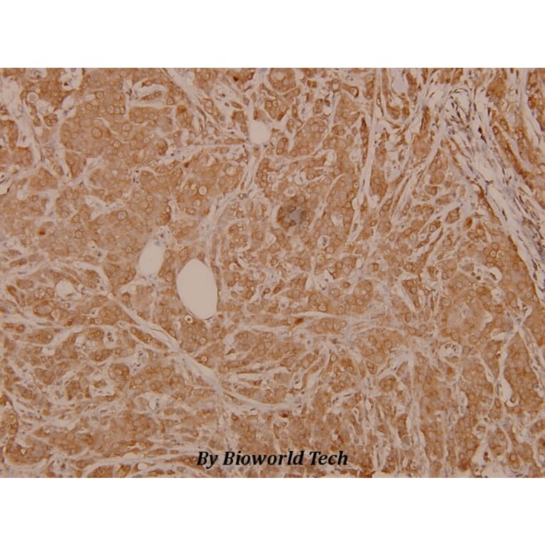 Anti-Raf-1 (phospho-S259) Antibody from Bioworld Technology (BS4163) - Antibodies.com