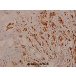Anti-Rb (phospho-S795) Antibody from Bioworld Technology (BS4165) - Antibodies.com