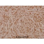 Anti-Rb (phospho-S807) Antibody from Bioworld Technology (BS4166) - Antibodies.com