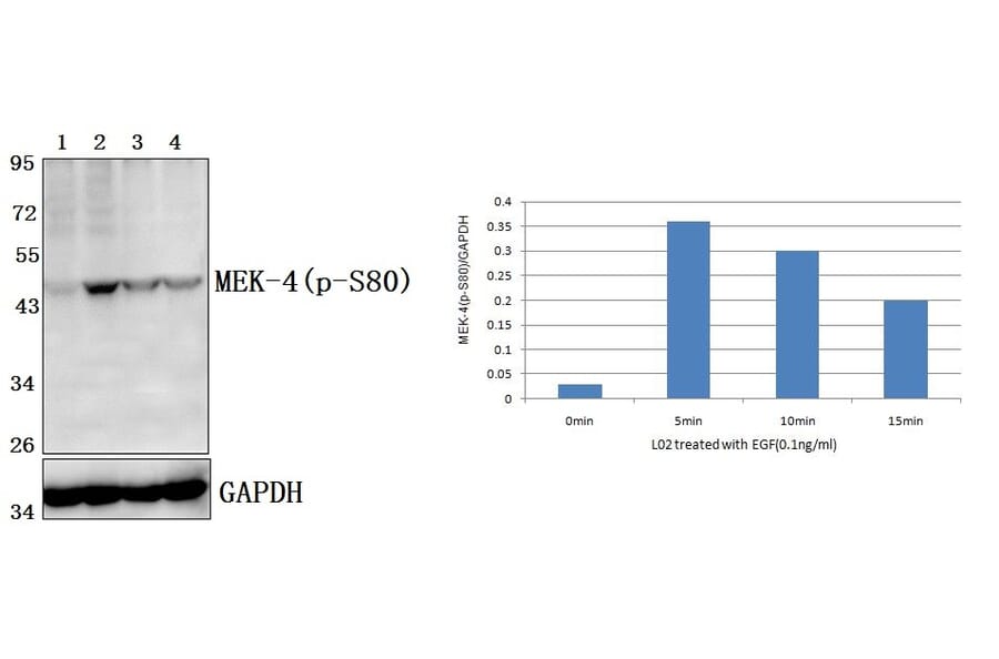 Anti-MEK-4/ MAP2K4 (phospho-S80) Antibody from Bioworld Technology (BS4167) - Antibodies.com