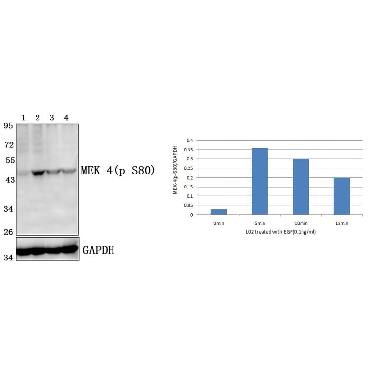 Anti-MEK-4/ MAP2K4 (phospho-S80) Antibody from Bioworld Technology (BS4167) - Antibodies.com