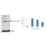 Anti-MEK-4/ MAP2K4 (phospho-S80) Antibody from Bioworld Technology (BS4167) - Antibodies.com