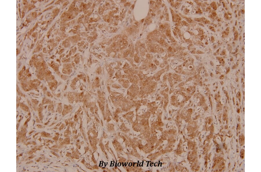 Anti-MEK-4/ MAP2K4 (phospho-S80) Antibody from Bioworld Technology (BS4167) - Antibodies.com