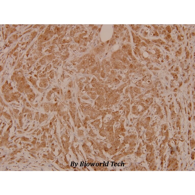 Anti-MEK-4/ MAP2K4 (phospho-S80) Antibody from Bioworld Technology (BS4167) - Antibodies.com