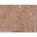 Anti-MEK-4/ MAP2K4 (phospho-S80) Antibody from Bioworld Technology (BS4167) - Antibodies.com