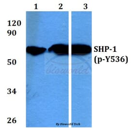 Anti-SHP-1 (phospho-Y536) Antibody from Bioworld Technology (BS4169) - Antibodies.com