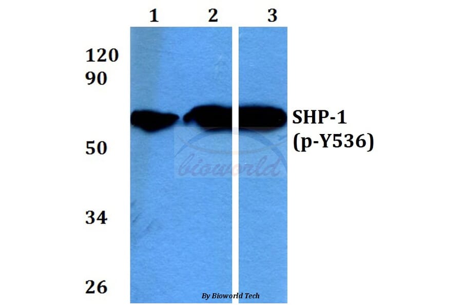 Anti-SHP-1 (phospho-Y536) Antibody from Bioworld Technology (BS4169) - Antibodies.com