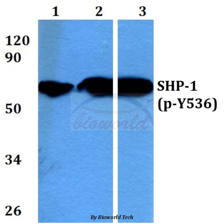 Anti-SHP-1 (phospho-Y536) Antibody from Bioworld Technology (BS4169) - Antibodies.com