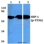 Anti-SHP-1 (phospho-Y536) Antibody from Bioworld Technology (BS4169) - Antibodies.com