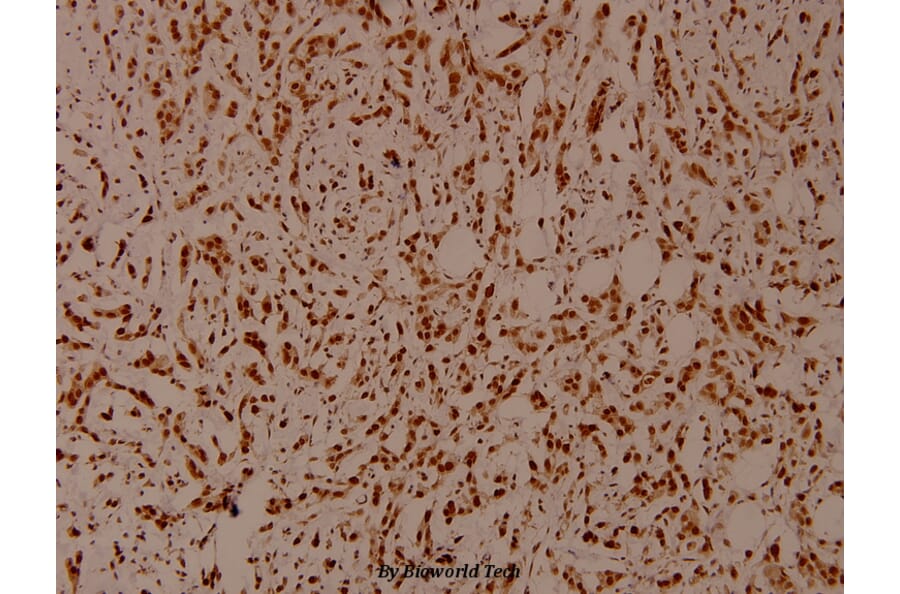 Anti-SHP-1 (phospho-Y536) Antibody from Bioworld Technology (BS4169) - Antibodies.com