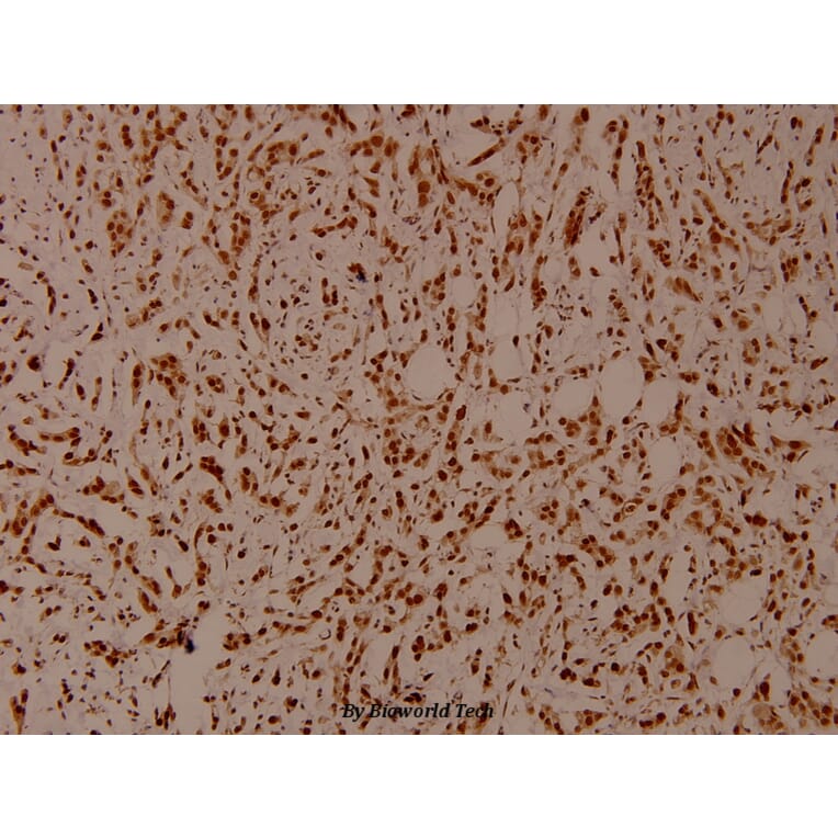 Anti-SHP-1 (phospho-Y536) Antibody from Bioworld Technology (BS4169) - Antibodies.com