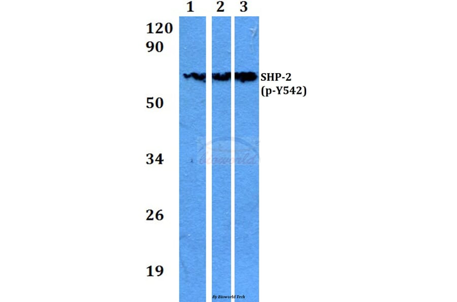 Anti-SHP-2 (phospho-Y542) Antibody from Bioworld Technology (BS4170) - Antibodies.com