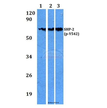Anti-SHP-2 (phospho-Y542) Antibody from Bioworld Technology (BS4170) - Antibodies.com