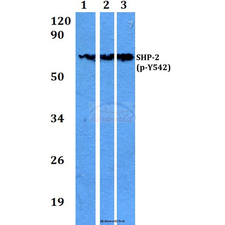 Anti-SHP-2 (phospho-Y542) Antibody from Bioworld Technology (BS4170) - Antibodies.com