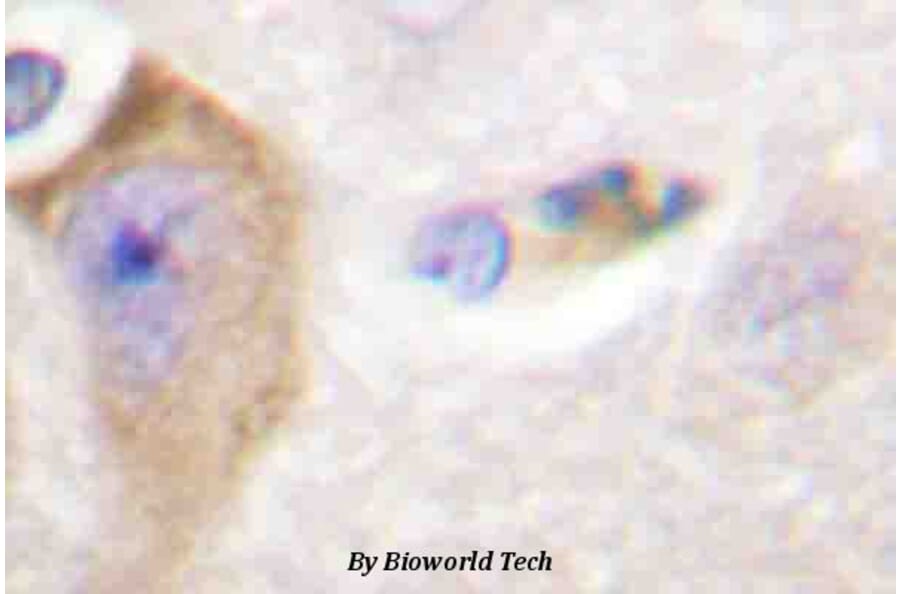 Anti-SHP-2 (phospho-Y542) Antibody from Bioworld Technology (BS4170) - Antibodies.com