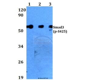 Anti-Smad3 (phospho-S425) Antibody from Bioworld Technology (BS4173) - Antibodies.com