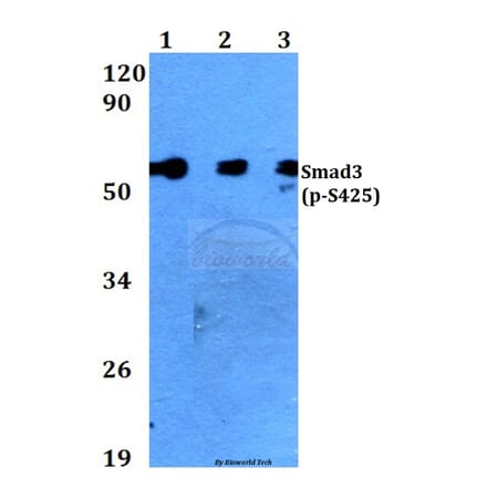Anti-Smad3 (phospho-S425) Antibody from Bioworld Technology (BS4173) - Antibodies.com