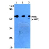 Anti-Smad3 (phospho-S425) Antibody from Bioworld Technology (BS4173) - Antibodies.com
