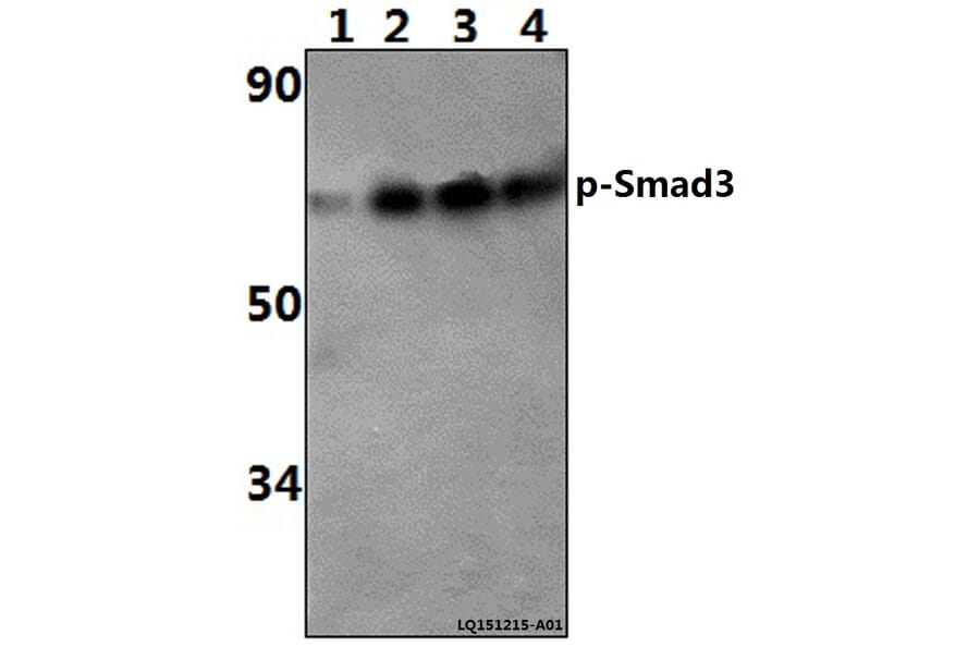 Anti-Smad3 (phospho-S425) Antibody from Bioworld Technology (BS4173) - Antibodies.com