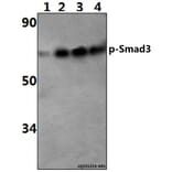 Anti-Smad3 (phospho-S425) Antibody from Bioworld Technology (BS4173) - Antibodies.com