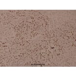 Anti-Smad3 (phospho-S425) Antibody from Bioworld Technology (BS4173) - Antibodies.com