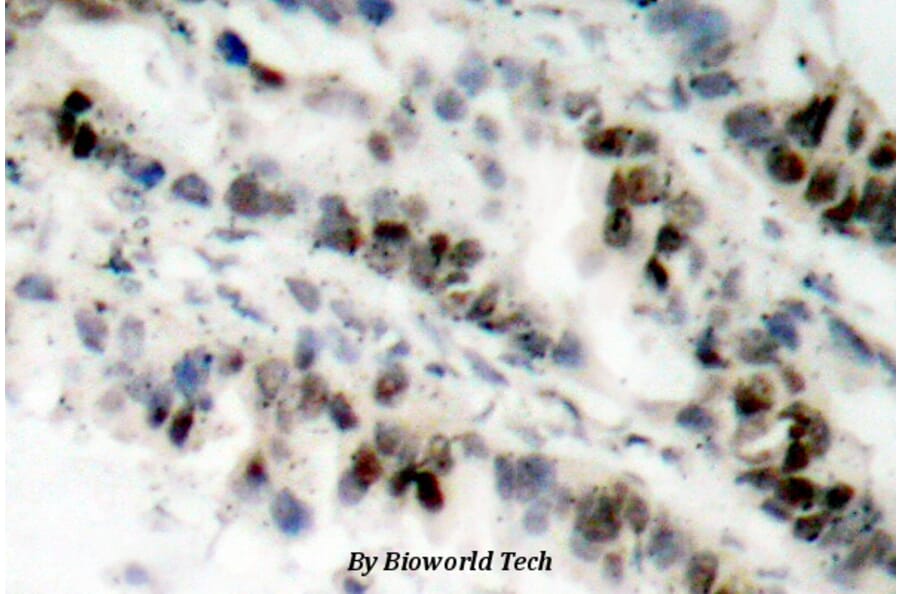 Anti-SMC 1 (phospho-S957) Antibody from Bioworld Technology (BS4174) - Antibodies.com