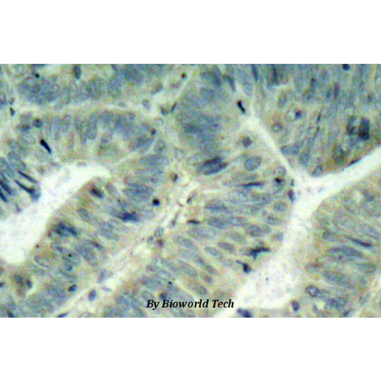 Anti-c-Src (phospho-Y418) Antibody from Bioworld Technology (BS4176) - Antibodies.com